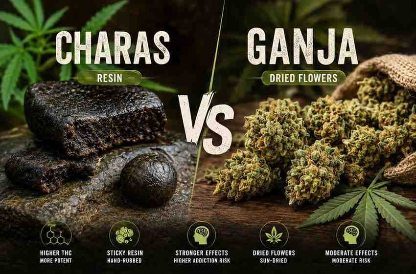 Difference Between Charas and Ganja